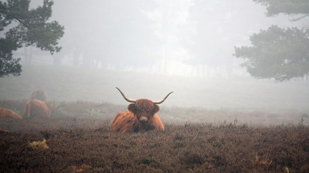 schotse hooglander