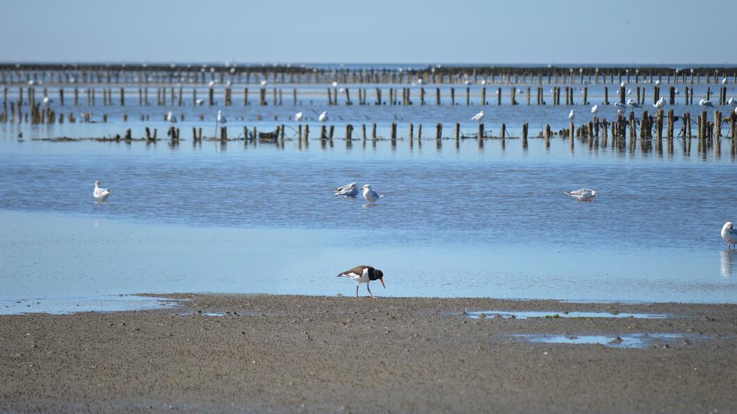 Foto van de Waddenzee